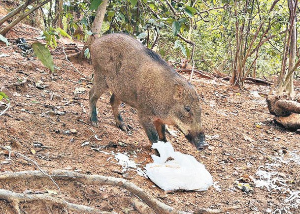 非法餵飼野豬  8月至今發11告票