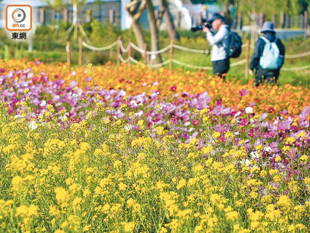 參觀人士可走近種滿波斯菊及「太陽花」的花田打卡。