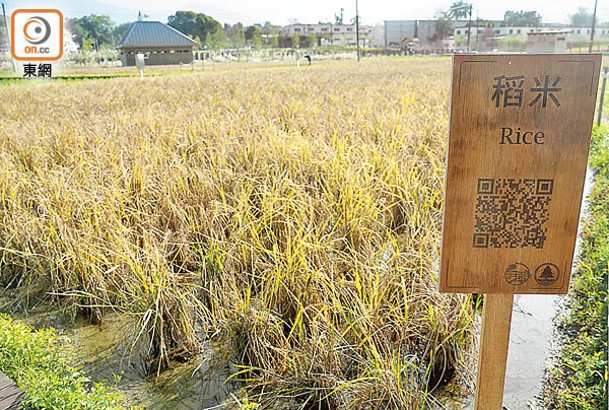 公園生態區特意種稻米「餵雀」。