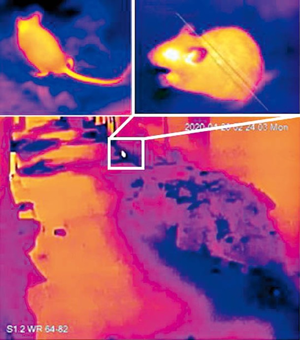 系統配以人工智能技術分析截取熱成圖像，能偵測及記錄老鼠出沒的時間。