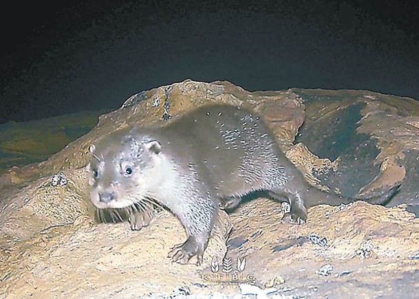 大小磨刀海岸公園遺糞  證屬瀕危歐亞水獺