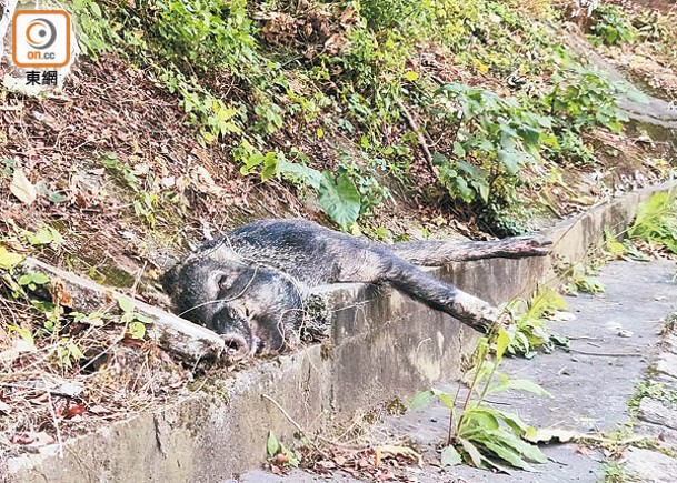 疑高處墮坡  野豬倒斃石壆