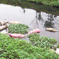佛山三水逾百隻死豬漂浮在河涌，令人作嘔。