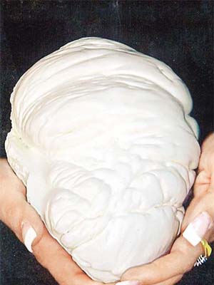 號稱全球最大的阿拉珍珠，估值逾七億港元。