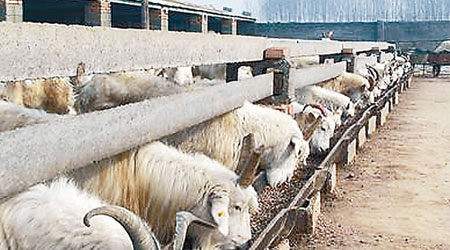 鹽窩鎮養羊戶飼養的羊隻多餵瘦肉精。