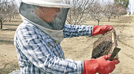 蜜蜂大量死亡令蜂農損失慘重。（資料圖片）