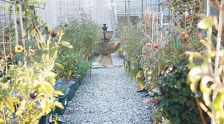 高科技花園<BR>總部外的花園大量採用先進的泥土箱（EarthBox）種植方法，箱子底下的儲水箱適量地濕潤植物根部，大大節省灌溉用水。