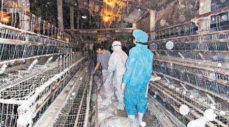 彰化縣的動物防疫所昨派員到爆發禽流感疫情的雞場撲殺雞隻。（本報彰化傳真）