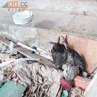 台南市山區養雞場發現有棄置死雞。（本報台南傳真）