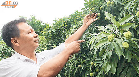 李保富指反常天氣致荔枝出現爆殼。（陳道明攝）