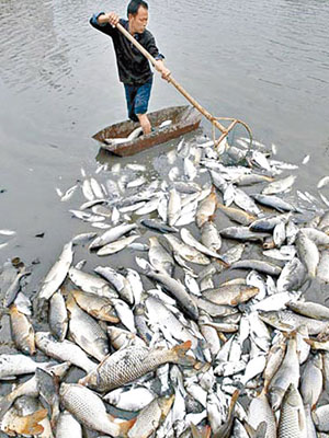 內地水資源污染嚴重，部分江河及魚塘不時出現大量死魚。（資料圖片）