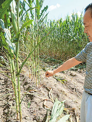 長春農安縣有村落的粟米田被黏蟲蠶食。（中新社圖片）