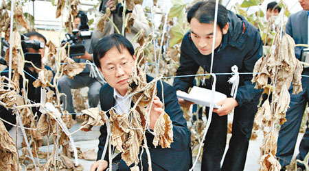 南韓專家隊伍前日調查龜尾市農作物枯萎情況。（法新社）