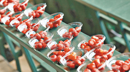 涉及食物中毒事件的草莓被指由山東進口。圖為一般草莓。
