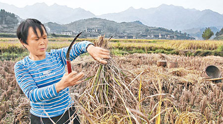 湖南盛產大米，圖為當地農民在收割水稻。（資料圖片）