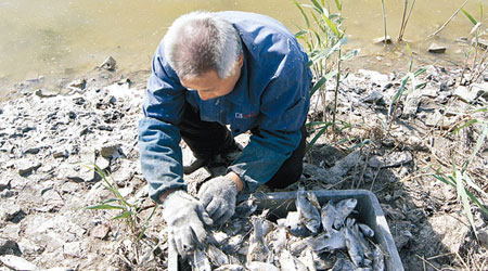 濕地附近村民檢拾死魚。（中新社圖片）
