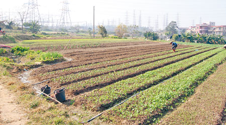 番禺金山村有菜農今年初被揭用垃圾肥種菜。（資料圖片）