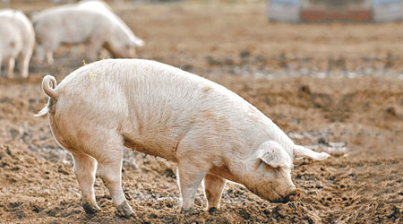 研究指基因改造飼料影響豬隻健康。（資料圖片）