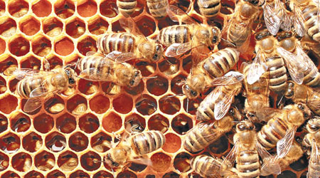研究發現蜜蜂築巢時的熱力及張力令蜂巢變成六角形。（資料圖片）