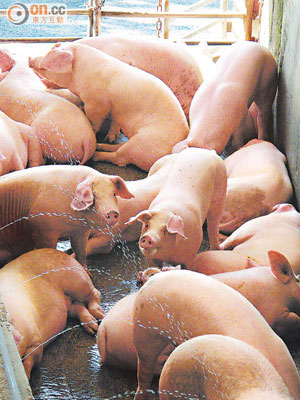 豬隻食用瘦肉精後會出現四肢無力等副作用。（資料圖片）