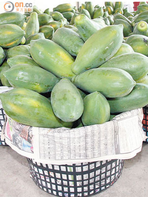 瓜農採收到的木瓜都渾圓結實。（郭良傑攝）