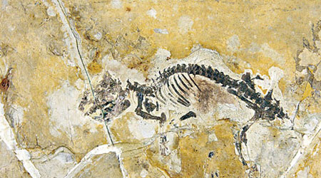 歐亞皺紋齒獸化石（中新社圖片）