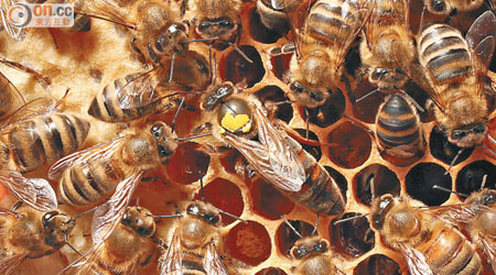 蜜蜂從當地的麥蘆卡紅茶樹花採集的花蜜，未達到年產萬噸的數量。