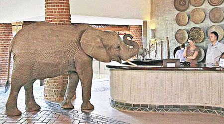 大象走入旅館後泰然自若，儼如回家一樣輕鬆。（互聯網圖片）