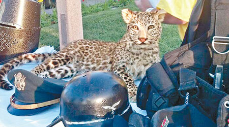 警方檢獲被偷去的雪豹標本。（互聯網圖片）