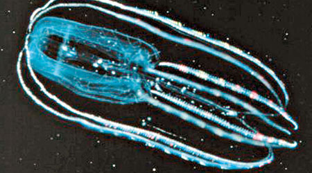 新研究提出櫛水母可能是人類最早的祖先。（互聯網圖片）