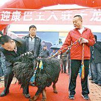 狗主為藏獒舉行迎接典禮，以顯身價。（互聯網圖片）