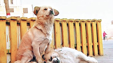棕犬一直守在白犬的屍體旁。（互聯網圖片）