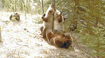 灰熊繞着樹幹磨蹭，場面甚為有趣。（互聯網圖片）