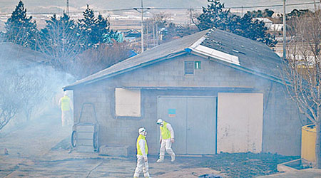 防疫人員在爆發禽流感的養鴨場銷毀鴨隻。（互聯網圖片）