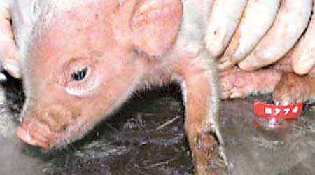 感染PED的小豬不停腹瀉。（互聯網圖片）