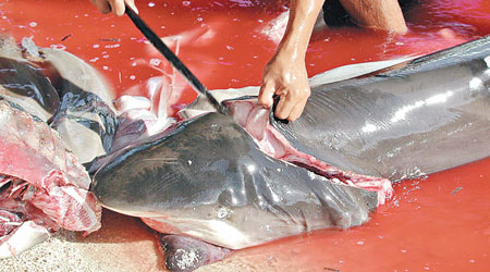 鯊魚鰭被製成魚翅，高價販賣牟利。（互聯網圖片）