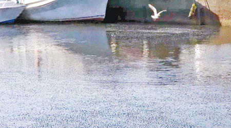 日本茨城縣近日突有數萬條烏魚聚集海面上。（互聯網圖片）
