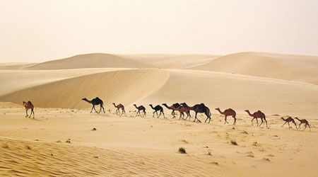 有研究指以色列馴養駱駝的歷史與《聖經》所記載有出入。（互聯網圖片）
