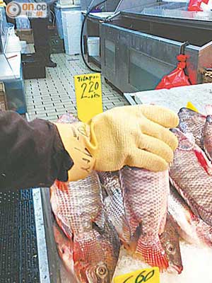 美國衞生部門呼籲處理活魚時佩戴手套。（本報美國傳真）