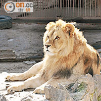 烏克蘭局勢動盪，動物園內獅子無辜受罪。