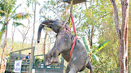 當局用吊臂運走遇車禍的大象。（互聯網圖片）