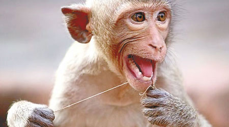 紀錄片拍攝到靈長類動物用線清潔牙齒。（互聯網圖片）