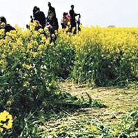 江蘇泰州市某景區的油菜花田慘遭遊客踐踏。（互聯網圖片）