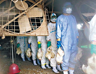 日本爆禽流撲殺11萬雞