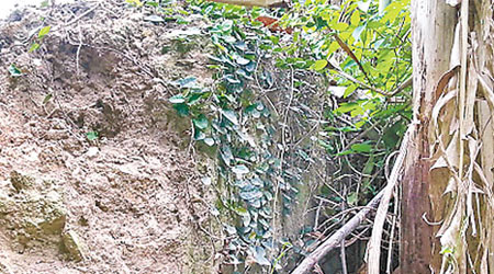 專家在荔枝林發現的古城牆。（互聯網圖片）