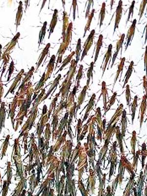 從化蝗蟲養殖基地內養殖有七百多萬隻蝗蟲。（互聯網圖片）
