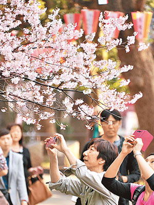 上月賞櫻佳節，訪日遊客創下新高。（資料圖片）