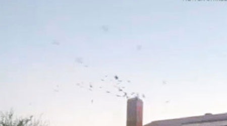 鳥群從煙囪飛進室內。（互聯網圖片）