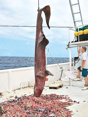 漁民日前捕獲一條罕見的歐氏尖吻鯊。（互聯網圖片）