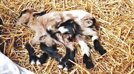 新生小羊長了八隻腳兼雌雄同體，嚇得主人一度目瞪口呆。（互聯網圖片）